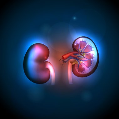 Kidneys anatomy illustration, abstract blue background. clipart