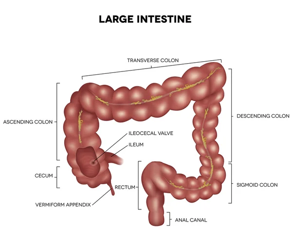 Etiquetado intestino grueso — Archivo Imágenes Vectoriales