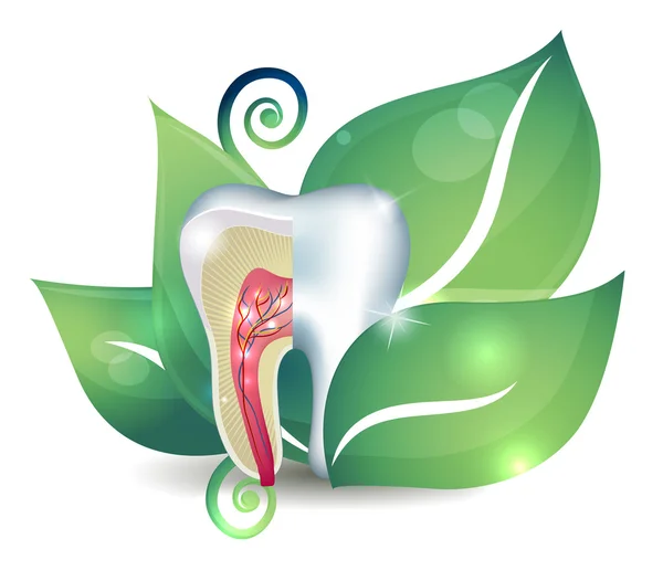 Sezione dentaria e foglia. Luminoso concetto di trattamento astratto — Vettoriale Stock
