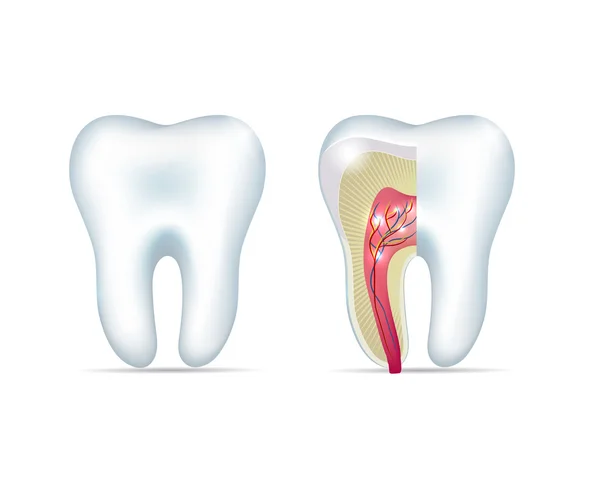 Diente blanco sano y sección transversal del diente — Vector de stock