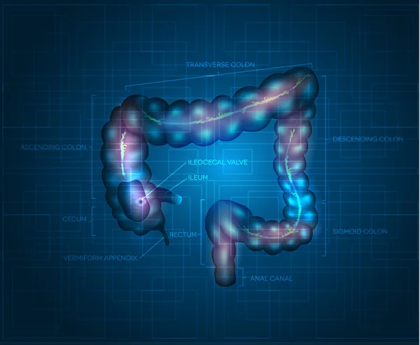 Human colon abstract blue background — Stock Vector