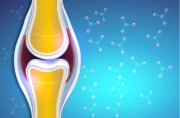 Anatomia sinoviale normale delle articolazioni — Vettoriale Stock