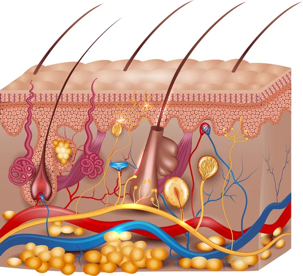 Anatomie de la peau — Image vectorielle