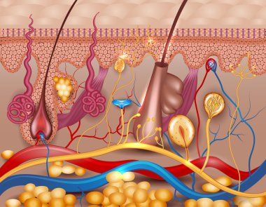 Human skin detailed diagram clipart