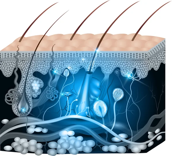 Anatomia della pelle disegno astratto blu — Vettoriale Stock