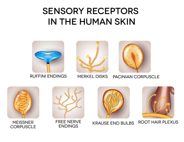 Receptores sensoriales en la piel humana, ilustraciones detalladas . — Archivo Imágenes Vectoriales