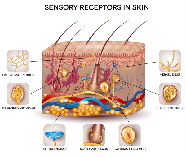 Сенсорные рецепторы в коже
