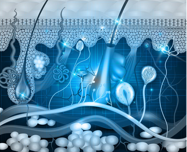 Анатомия кожи абстрактный синий фон
