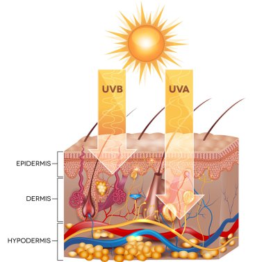 UVB and UVA radiation clipart