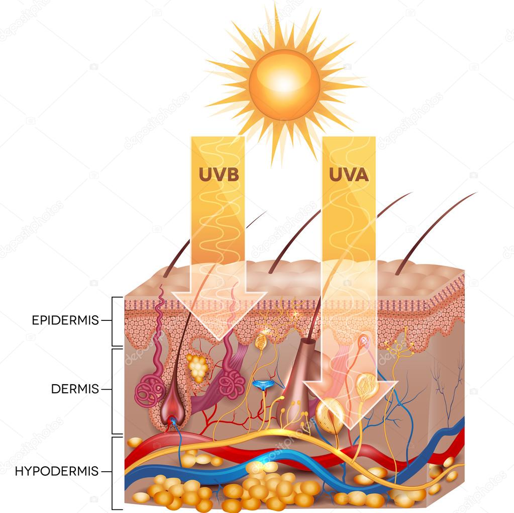 UVB and UVA radiation