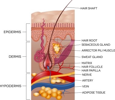 Etiketli cilt ve saç anatomisi
