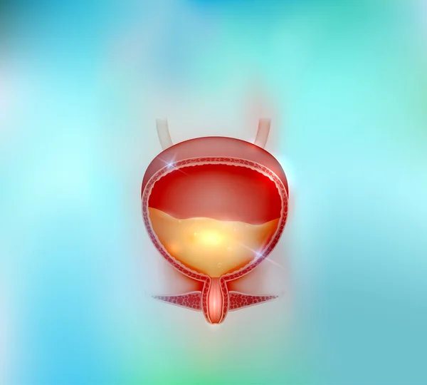 Urinary bladder beautiful blue background — Stock Illustration Urinary bladder beautiful blue background Stock Illustration