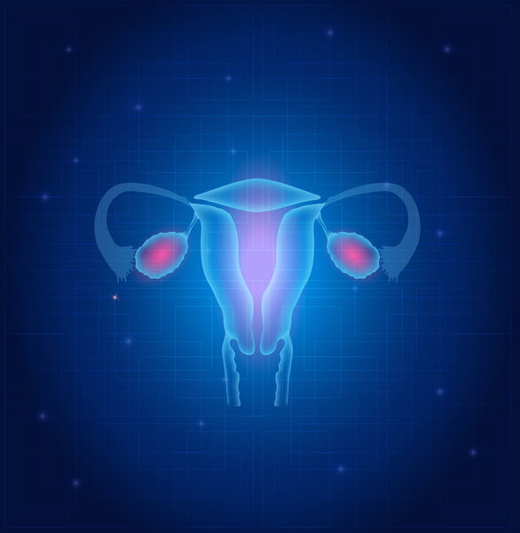 Uterus and ovaries anatomy blue background