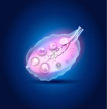 Ovulation in the Ovary detailed diagram, blue design clipart