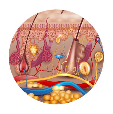 Yuvarlak şeklinde Deri anatomisi