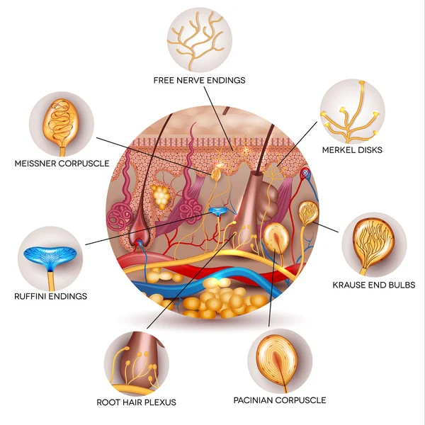 Anatomia da pele e receptores sensoriais na pele —  Vetores de Stock