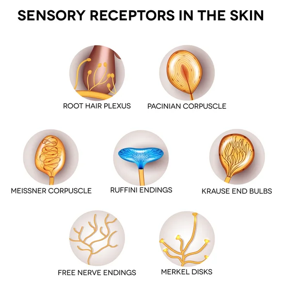 Récepteurs sensoriels dans la peau — Image vectorielle