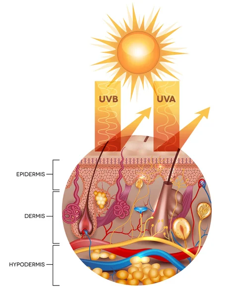 Beschermde huid met zonnebrand lotion — Stockvector