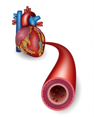 Healthy artery and heart anatomy clipart