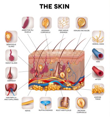 Skin anatomy clipart