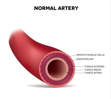 Healthy human elastic artery clipart