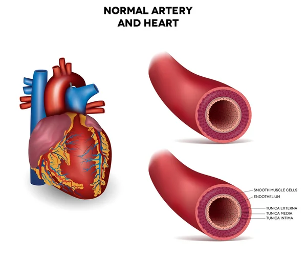 Здоровая эластичная артерия человека, подробная иллюстрация — стоковый вектор