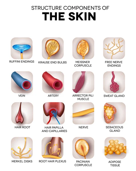 The skin components — Stock Vector