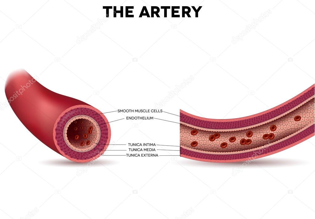 Healthy artery anatomy
