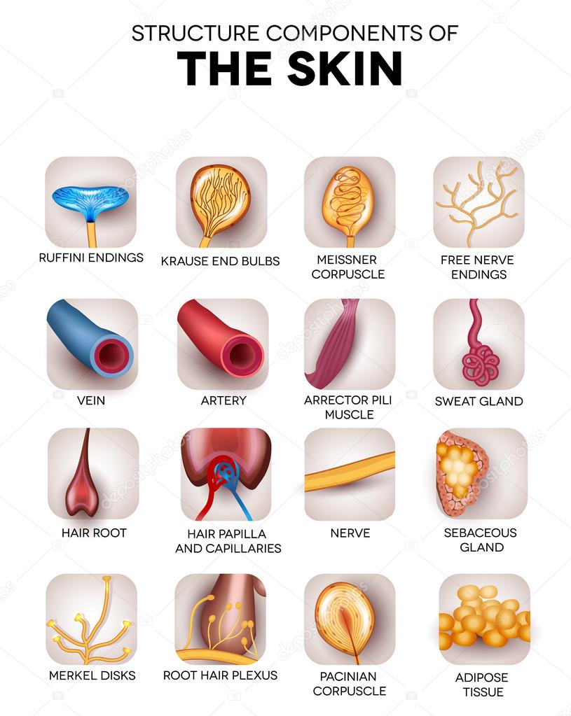 The skin components