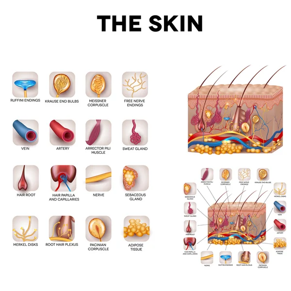 Skin anatomy — Stock Vector