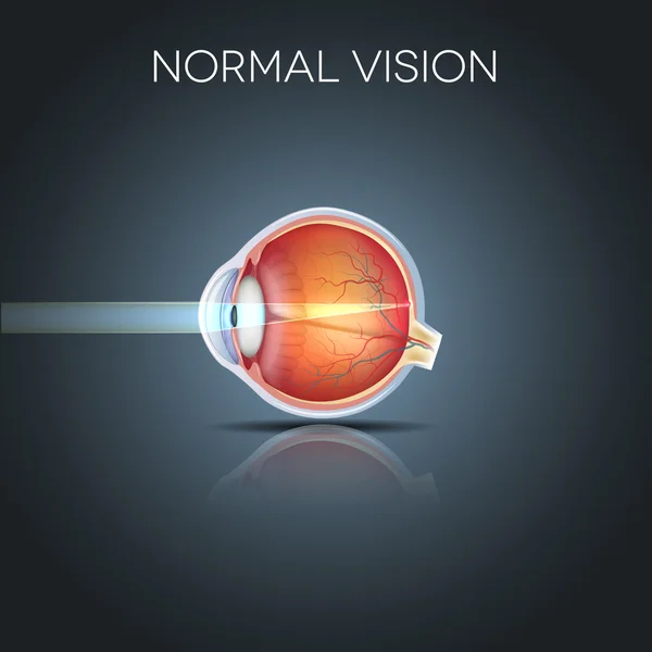 Normal eye — Stock Vector