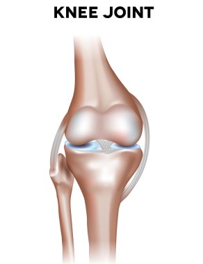 Knee joint clipart