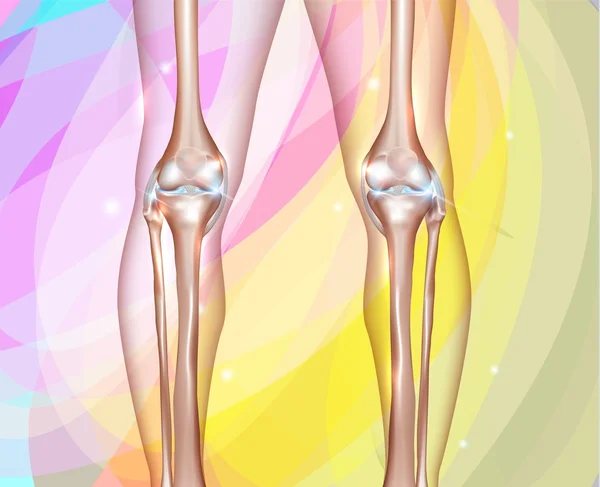 Healthy human legs — Stock Vector