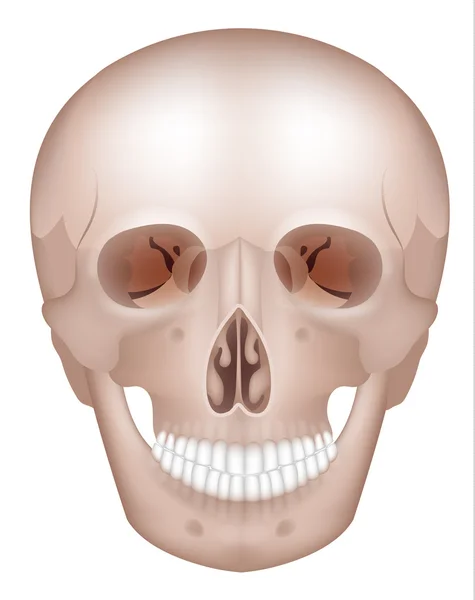 Calavera humana anatomía detallada — Vector de stock