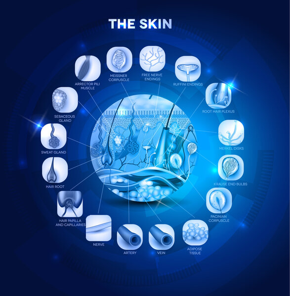 Структура анатомии кожи круглой формы
