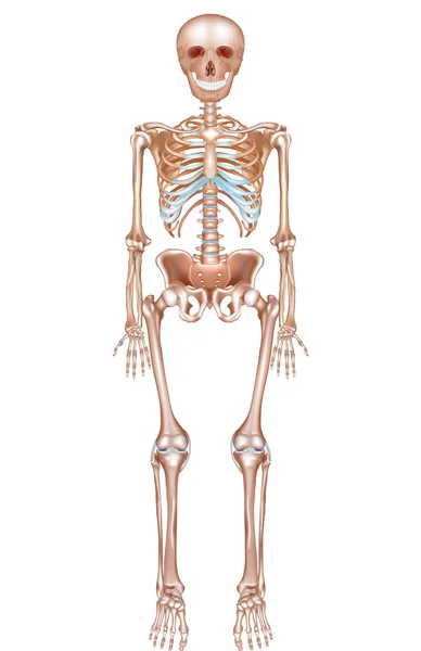 Menselijk skelet — Stockvector