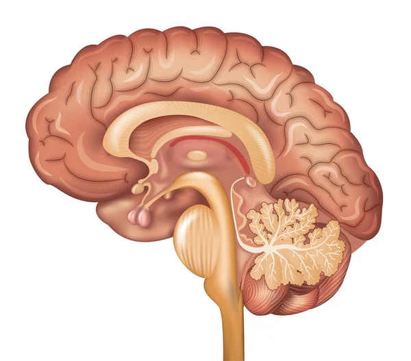 Cerebro humano — Vector de stock