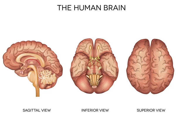 Human brain detailed anatomy — Stock Vector