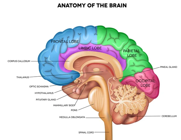 Anatomía del cerebro humano — Vector de stock