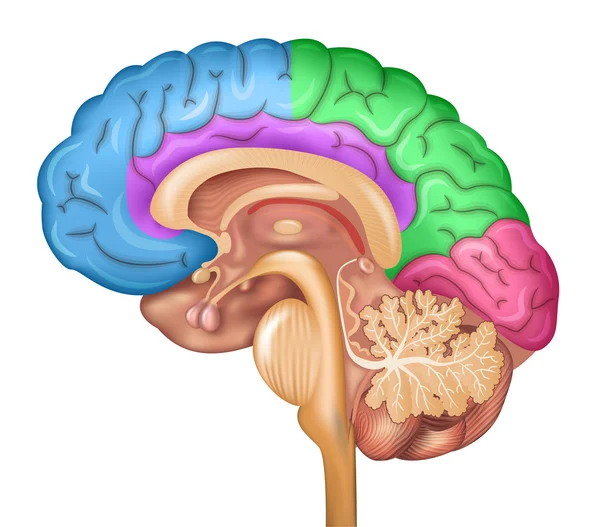 Lóbulos cerebrales humanos — Archivo Imágenes Vectoriales