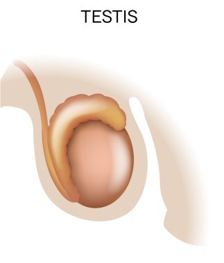 Testis, erkek organ