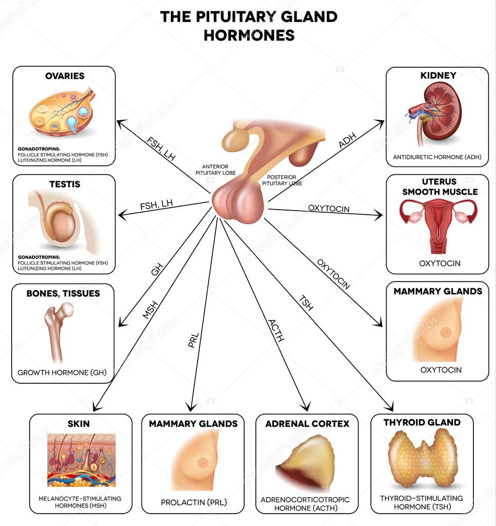 Pituitary gland hormones and influenced organs