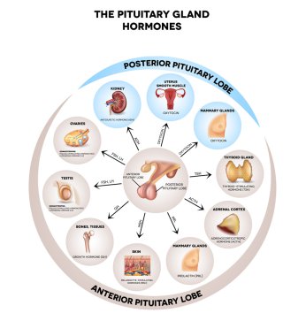 Pituitary gland hormones round diagram clipart