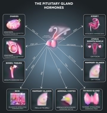 hipofiz bezi hormonları ve etkisinde organları