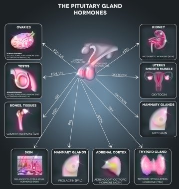 Pituitary gland hormones and influenced organs clipart