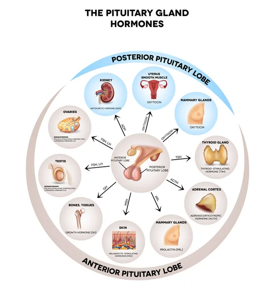 Hormonas da glândula pituitária diagrama redondo —  Vetores de Stock