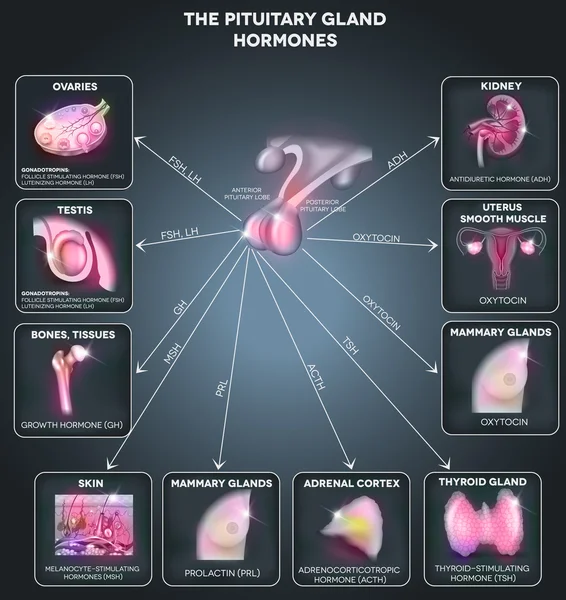 Hipofiz bezi hormonları ve etkisinde organları — Stok Vektör