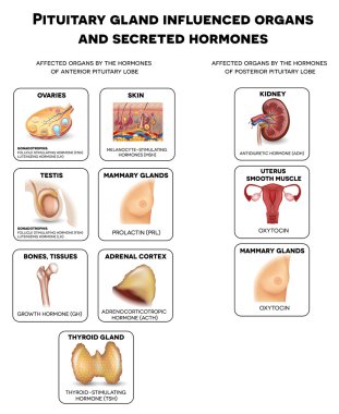 Pituitary gland influenced organs clipart