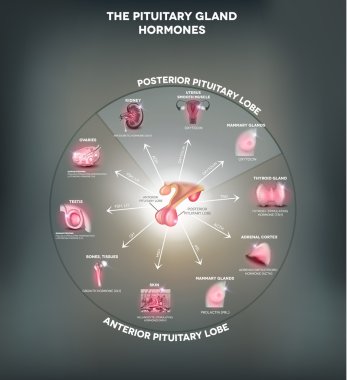 Pituitary gland and hormones clipart