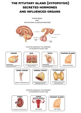 The brain and Pituitary gland hormones clipart